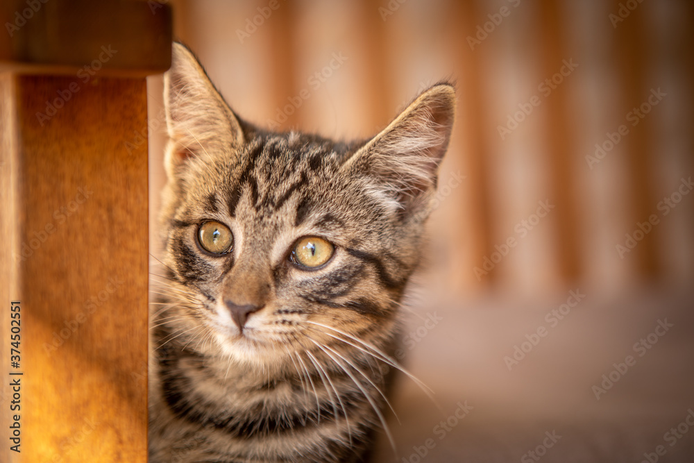 cute little European house cat lies comfortably on an armchair