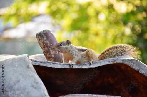 Indian three-striped palm squirrel isolated on green blur background.  photo