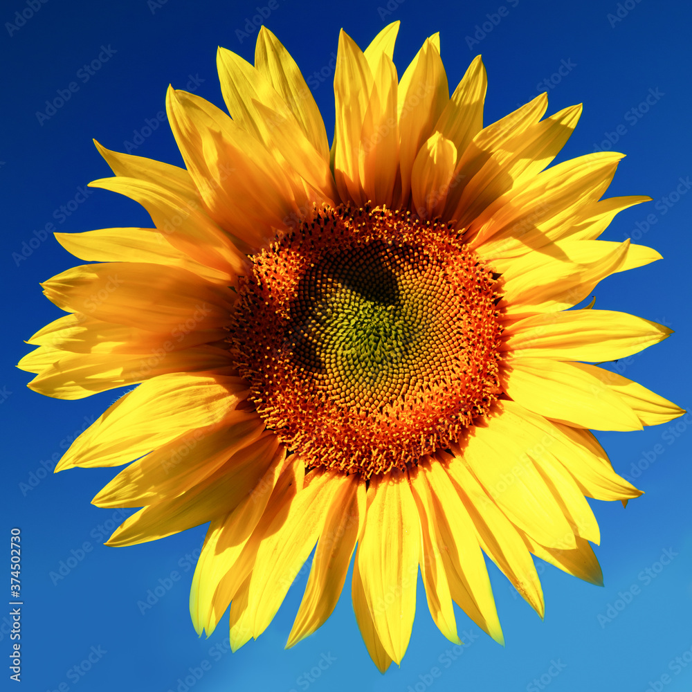 Naklejka premium Blooming sunflower on a background of blue sky