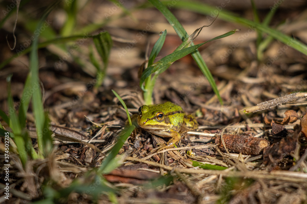 small pond frog sits on the ground between blades of grass small pond frog sits on the ground between blades of grass