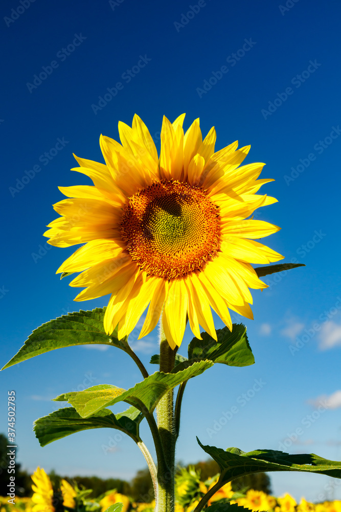 Blooming sunflower on a background of blue sky Blooming sunflower on a background of blue sky