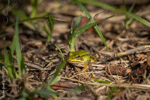  small pond frog sits on the ground between blades of grass