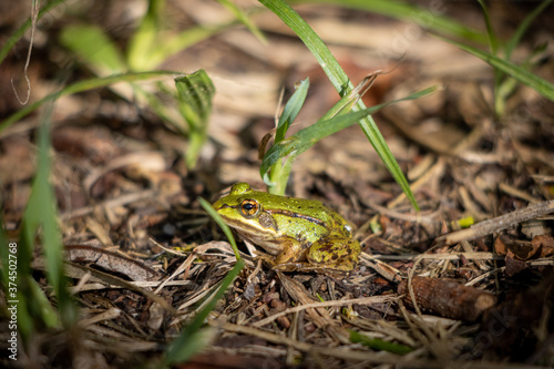  small pond frog sits on the ground between blades of grass © karegg