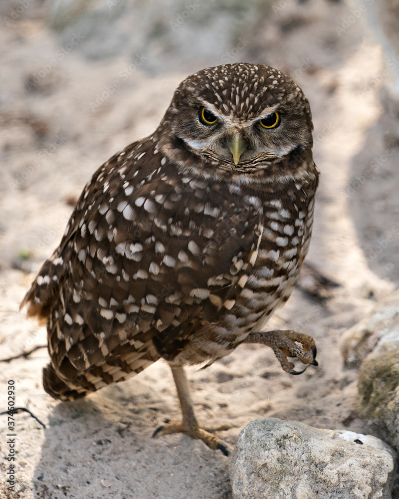 Owl stock photos. Burrowing Owl. Owl close-up view on sand with blur rock background, displaying brown feathers in environment and habitat. Picture. Image. Portrait. Owl stock photos. Burrowing Owl. Owl close-up view on sand with blur rock background, displaying brown feathers in environment and habitat. Picture. Image. Portrait.