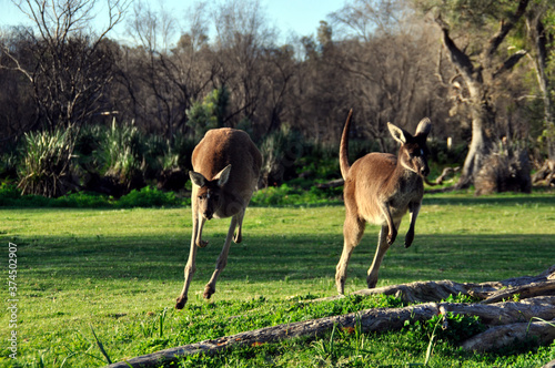 Young joey kangaroos at play