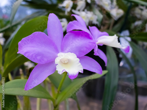 orchid flower purple