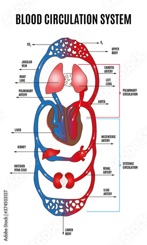 Human circulatory system. Diagram of circulatory system with main parts labeled. Vector illustration of great and small circles of blood circulation in flat style. Eps 10