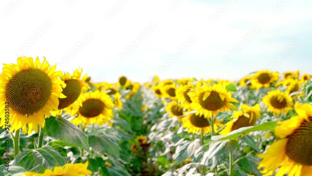 A field of growing and blooming sunflower
