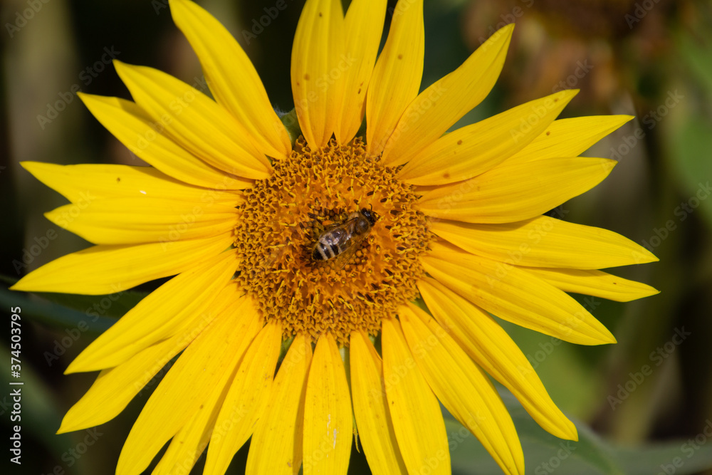 Obraz premium Close up of bee collecting nectar in a sunflower