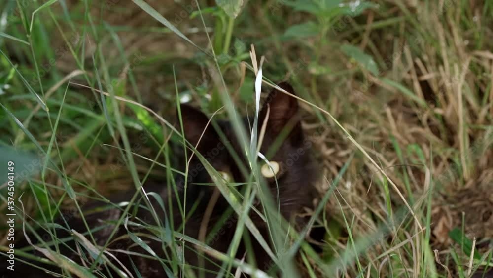 The cat hid in the plants and is watching
The cat hid in the plants and is watching