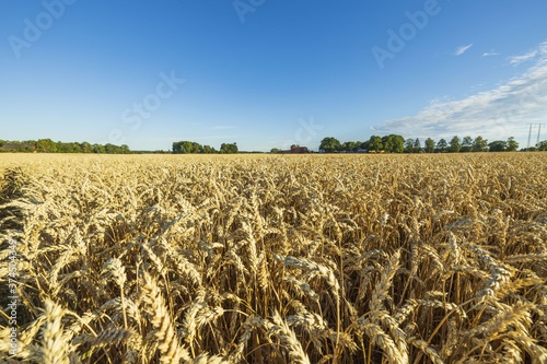 Amazing view on wheat field in august.  Agriculture concept. Sweden.