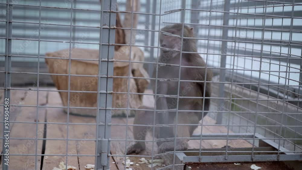 The monkey sits in a cage
