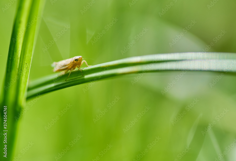 An aphid perched on the grass blade An aphid perched on the grass blade