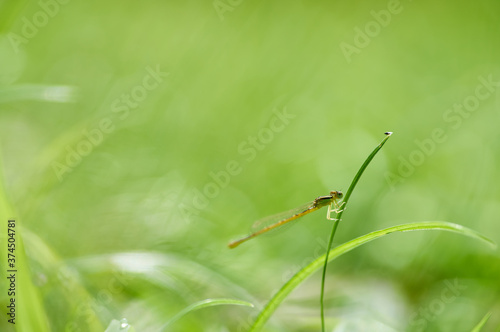 Damselfly perched on the grass blade