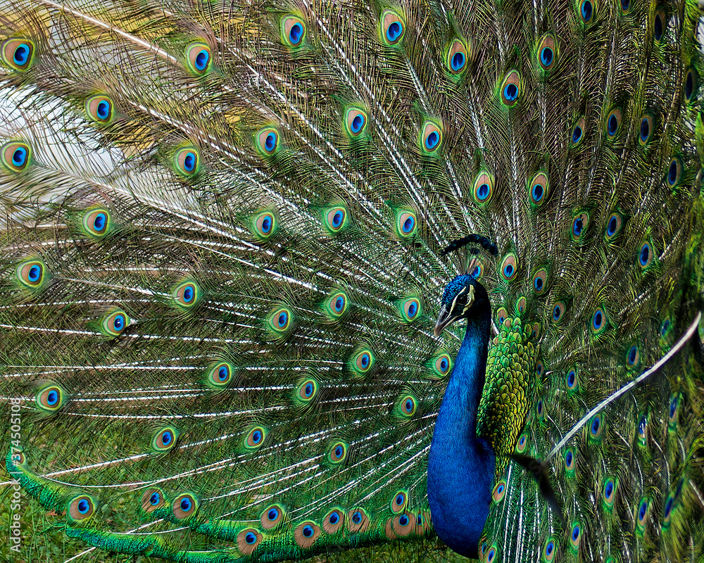 Obraz premium Peacock Stock Photos. Colourful bird. Peacock bird displaying fold open elaborate fan with train shimmering feathers with blue-green plumage with eye spots on the fan tail, head 