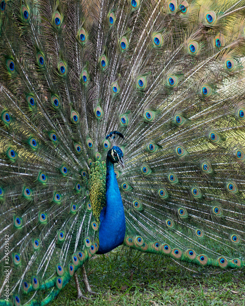 Obraz premium Peacock bird Stock Photos. Peacock close-up profile view. Peacock bird, the beautiful colorful bird. Image. Picture. Portrait. Fan tail.