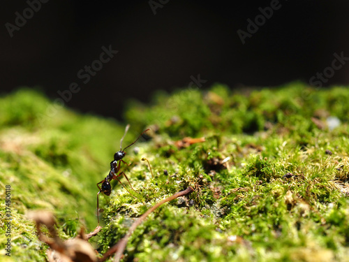 苔の上にいる蟻のクローズアップ © tawa--mana