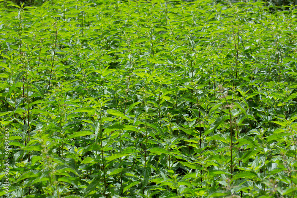 Field of stinging nettle,also called Urtica dioica or Brennnessel Field of stinging nettle,also called Urtica dioica or Brennnessel