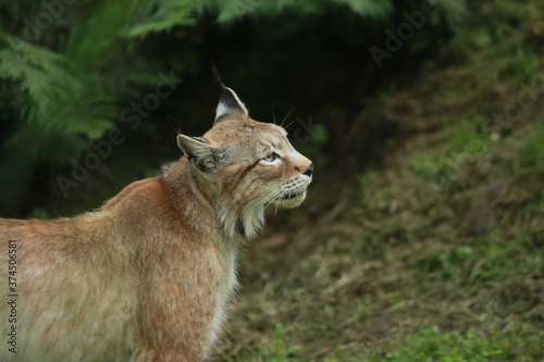 Lynx de Sibérie en captivité
