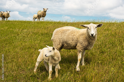 Schafe auf dem Deich in Neuharlingersiel