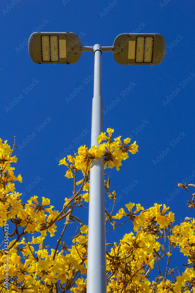Ipê amarelo florido com um galho ao redor de um poste de iluminação pública. Ipê amarelo florido com um galho ao redor de um poste de iluminação pública.