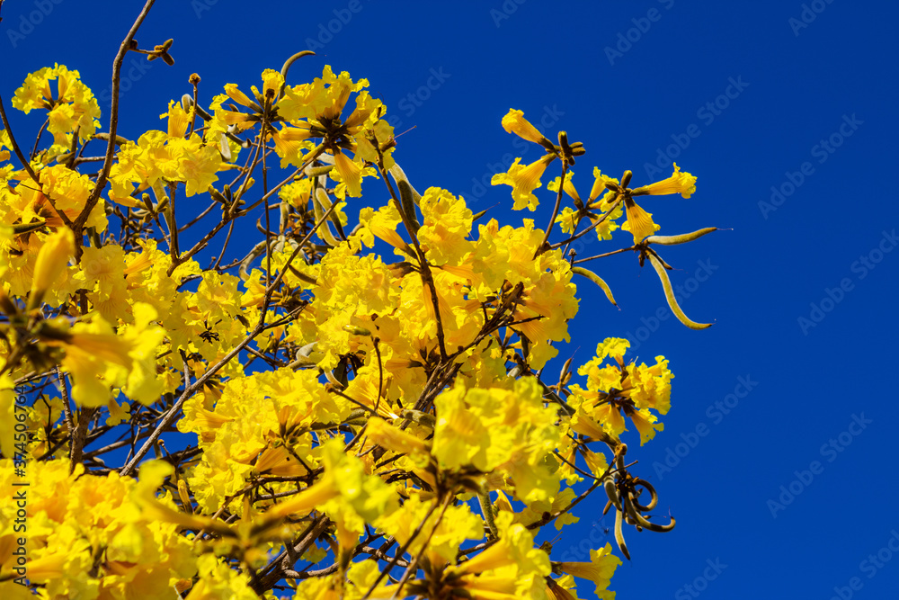 Galhos cheios de flores amarelas. Galhos cheios de flores amarelas.