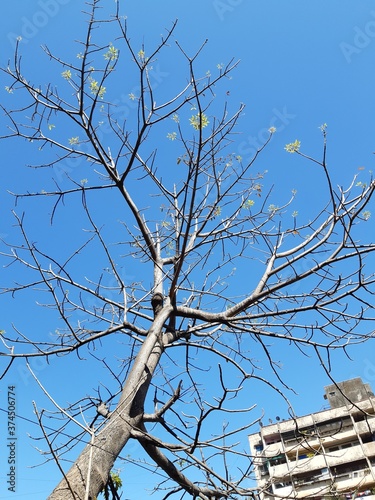 dead tree branches