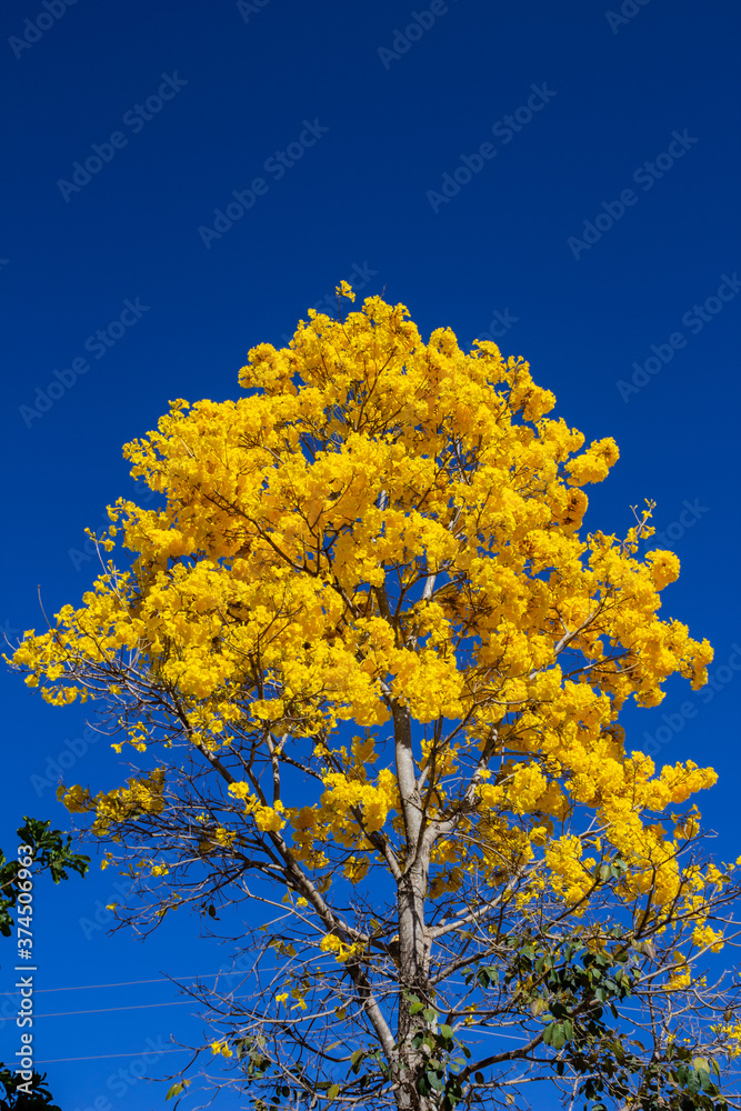 Ipê amarelo carregado de flores com céu azul. Stock Photo | Adobe Stock