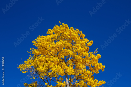 Ipê amarelo carregado de flores com céu azul ao fundo. photo