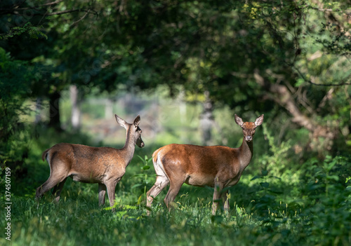 Two red deer female standing on meadow © Budimir Jevtic