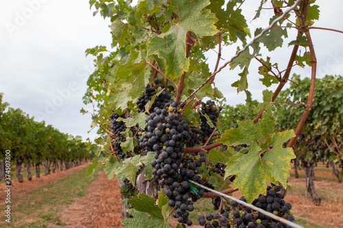 grapes in a niagara vineyard - selective focus.