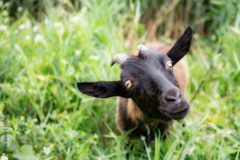 Dark brown farm goat grazing in pasture. Dark brown farm goat grazing in pasture.
