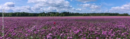 chives field