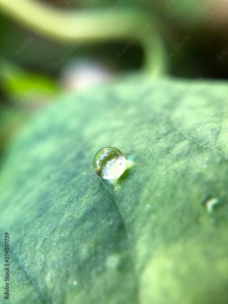 wedding rings on a leaf