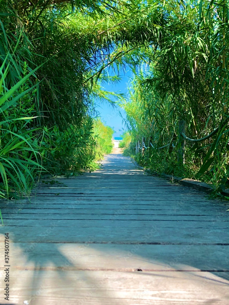 path in the forest