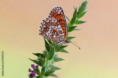 Beautiful butterfly Melita in the early morning in a clearing among forest flowers photo