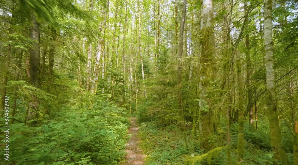 Here in the image we see a very beautiful forest for good walks.