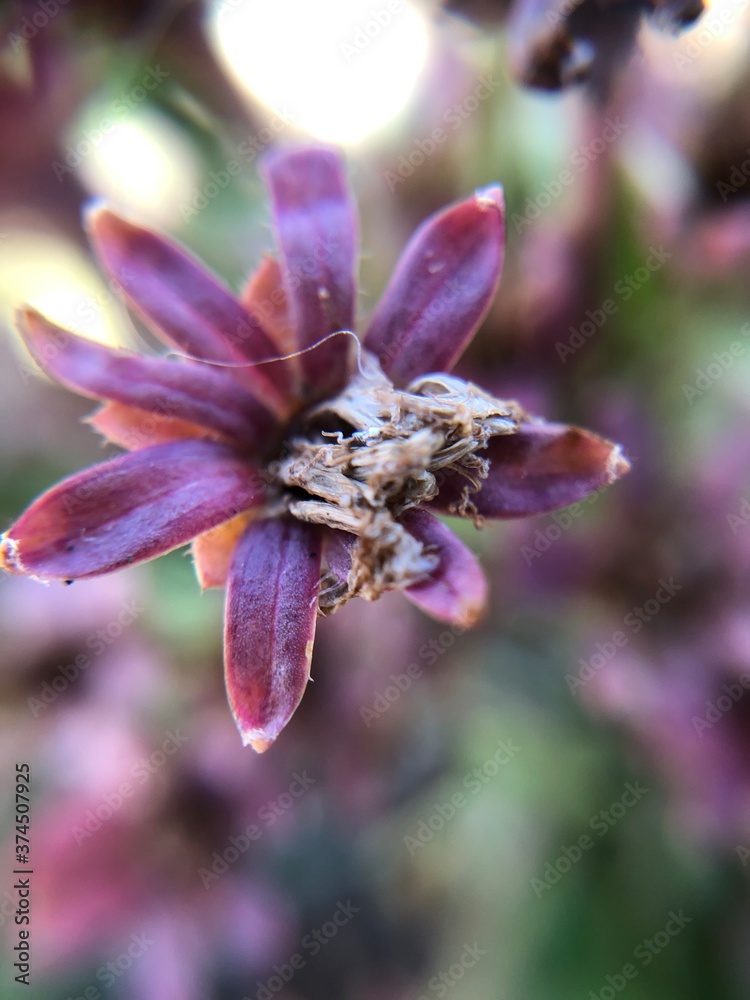 bee on flower