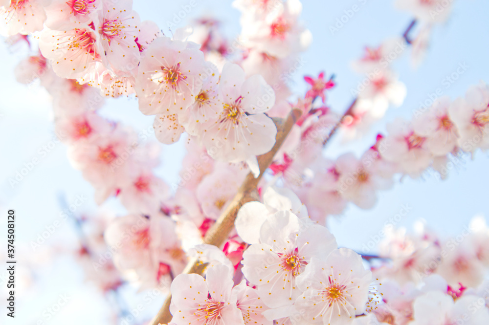 Fototapeta premium Scientific name is Prunus mume.English name is Japanese apricot.