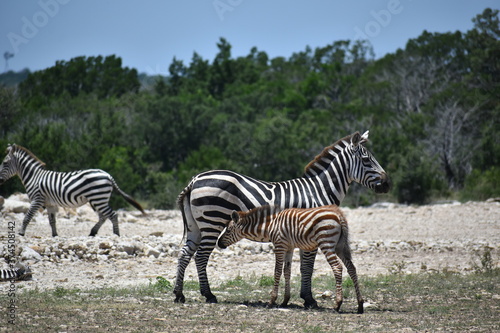 baby zebra nursing on mother zebra