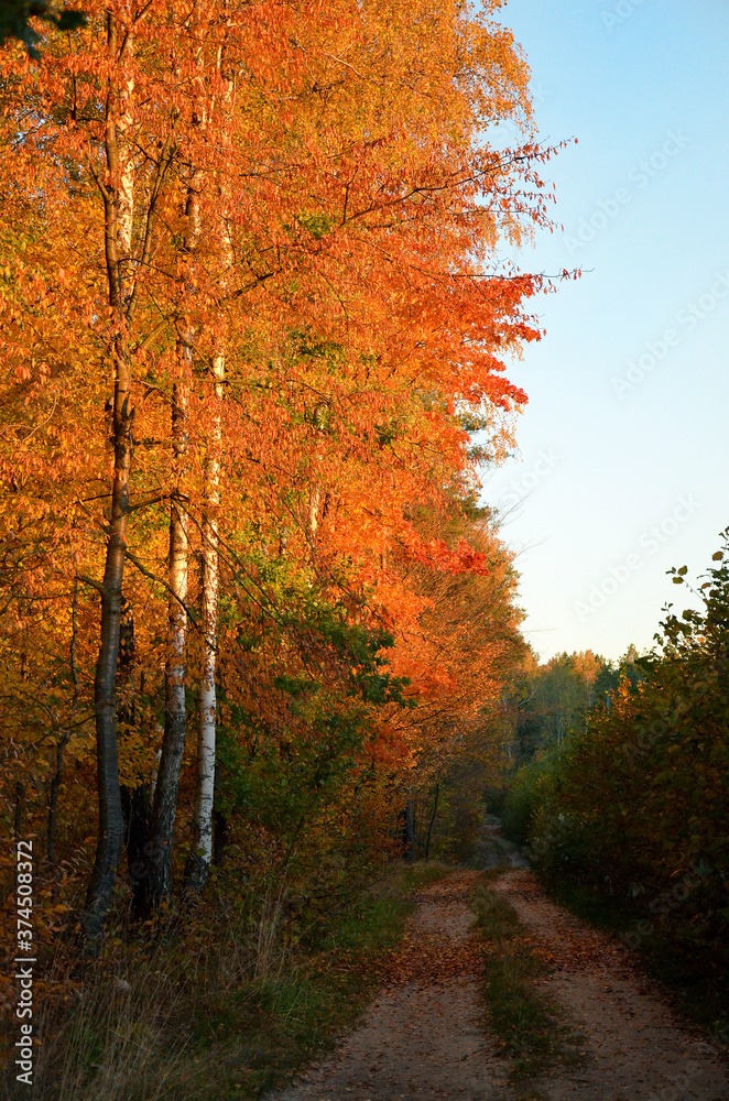 Fototapeta premium beautiful image of autumn trees with bright foliage and country road