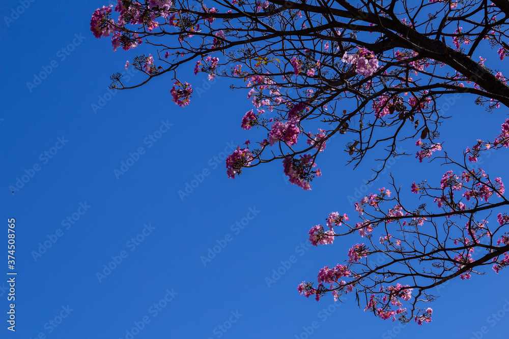 Galhos de ipê rosa cheio de flores com céu azul. foto de Stock | Adobe Stock