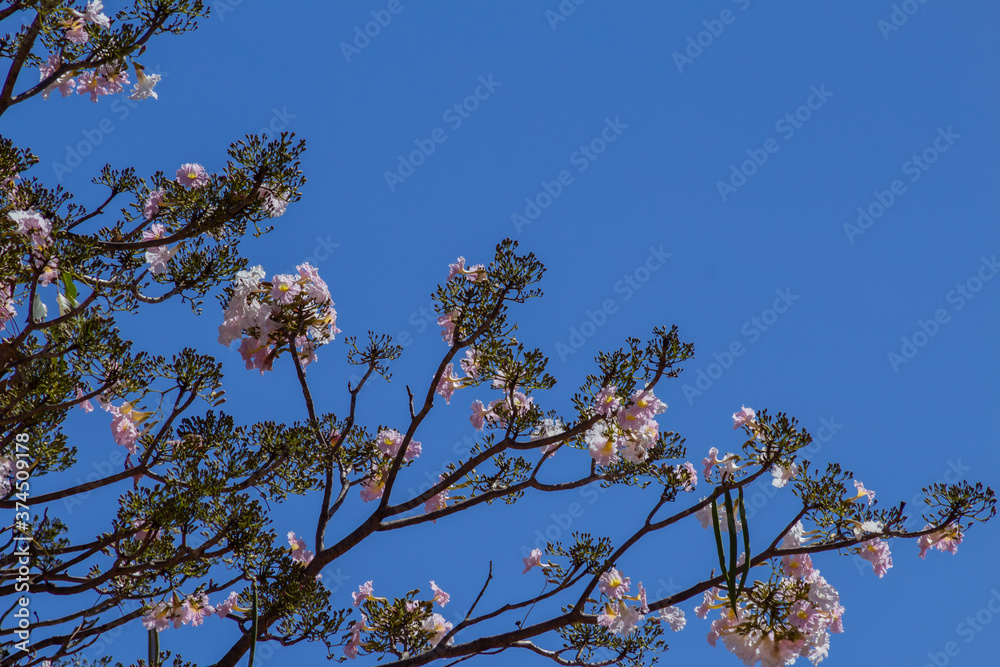 Alguns galhos de ipê com flores cor-de-rosa com céu azul ao fundo.