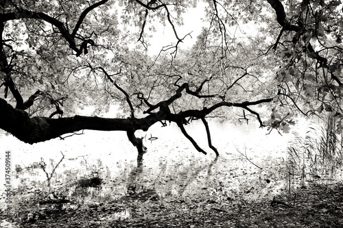 Fototapeta Naklejka Na Ścianę i Meble -  dead tree silhouette