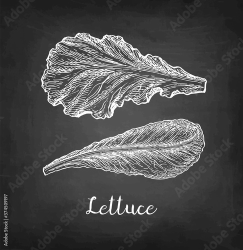 Chalk sketch of lettuce.