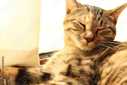 Portrait of young tabby cat, lying and sleeping happily by window with curtain