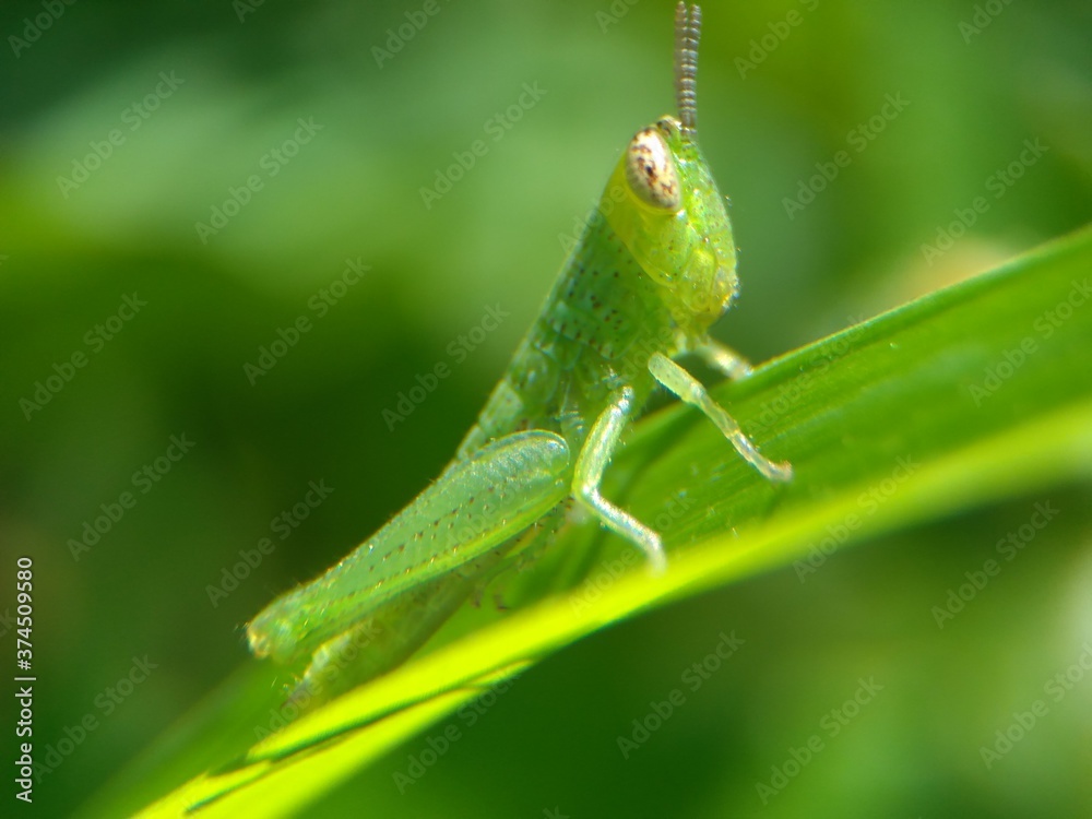 Small grasshopper on green leaf. Insect macro photography. Small grasshopper on green leaf. Insect macro photography.