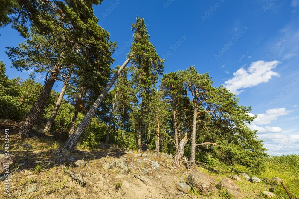 Fototapeta premium Beautiful view of nature landscape. Green pines and gray rock overgrown with gray moss. Gorgeous nature backgrounds.
