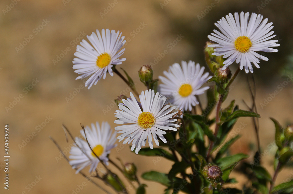 Daisy fleabane, a delicate wildflower.