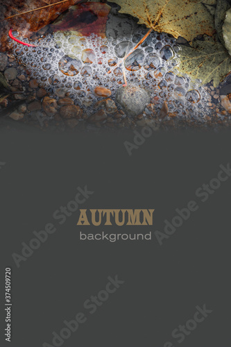 Natural autumn background for the design of signs, postcards, banners, covers and menus. Tinted photo. Selective and soft focus.